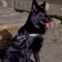 سگ ژرمن موبلند بلک