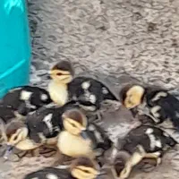 جوجه اردک اسراییلی