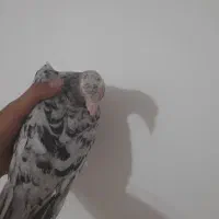 کبوتر گمشده با مژدگانی خوب|پرنده|لنجان, |دیوار