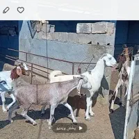 فروشی.|حیوانات مزرعه|وراوی, |دیوار