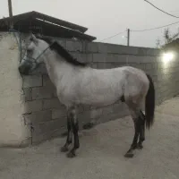 اسب کرد سواری