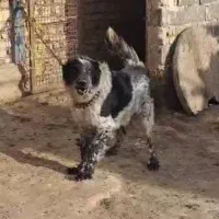 واگذاری سگ قدر جونی نگهبان سفت سرابی