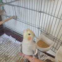 عروس هلندی|پرنده|قیدار, |دیوار