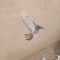 ماده سنجابی سینه طلایی ماده اصفهانی