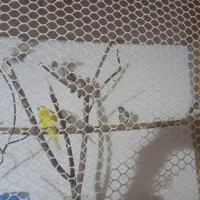 مرغ عشق و فنچ حراج|پرنده|شیراز, شهرک سراج‎|دیوار