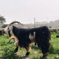 تیربز گلداری|حیوانات مزرعه|مسجد سلیمان, |دیوار