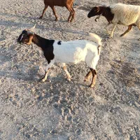 کهره ،بره ، بز ،میش زاییده|حیوانات مزرعه|میناب, |دیوار