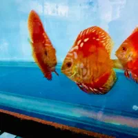 دیسکس|ماهی|فردیس, شهرک ۱۱۰|دیوار