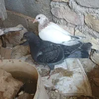 کفتر جوجه دونه خور شد ..نر بالغ..ماده بالغ