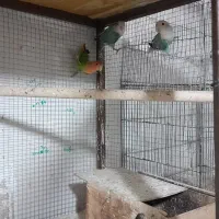 سلام کوتوله ماده دونه ۷۰۰|پرنده|خمینیشهر, |دیوار