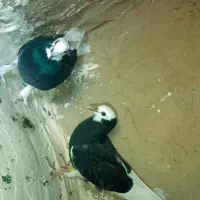 کبوتر