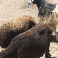 نربز‌‌خلویی