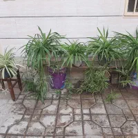 گل گندمی|گل و گیاه طبیعی|مشهد, تربیت (صدف)|دیوار