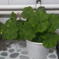 گلهای طبیعی ابهر