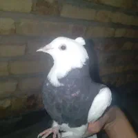 تخفیف پای معامله|پرنده|جوانرود, |دیوار