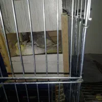 عروس هلندی سه جفت یک جفت با سه تخم