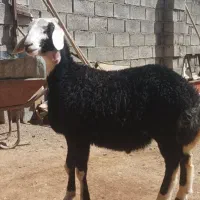 بره قوچ قره چال.اصیل.میش