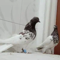 کبوتر کله سرخ نر و ماده درجه یک قواره دار|پرنده|سنندج, |دیوار