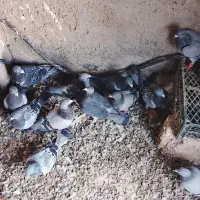 کفتر توضیحات بخون