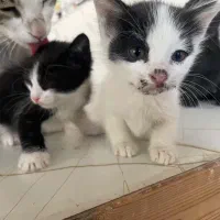 واگذاری گربه وبچه گربه|گربه|چهارباغ, |دیوار