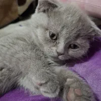 اسکاتیش ماده دوماهه کاملا بازیگوش واصیل|گربه|ساری, |دیوار