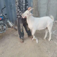 بزسانن نر و ماده جوان|حیوانات مزرعه|قلعه نو, |دیوار