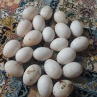 تخم اردک