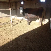 گاوشکم اول فروشی