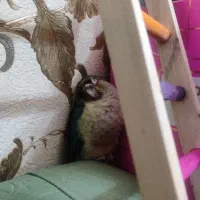 جوجه گرینچیک سرلاکی کاملا رام