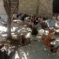 بوقلمون ارگانیک تمیزب شرط سالم همه داروی شده|حیوانات مزرعه|سیلاخور, |دیوار