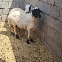 بره نر