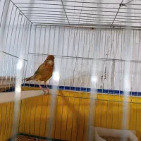 قناری شتر ماده