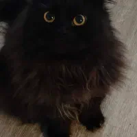 پرشین جهت جفت گیری