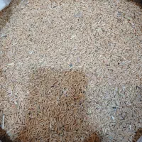 گندم کفتری|پرنده|قم, شهرک امام حسن|دیوار