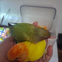 جوجه تازه دونخور طوطی برزیلی|پرنده|کیش, |دیوار