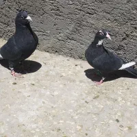جفت پلنگ سیاه