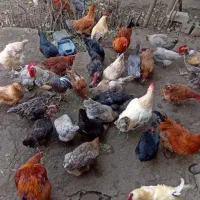 تخم مرغ نطفه دار|حیوانات مزرعه|بابل, |دیوار