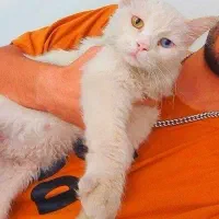 گربه انگورا