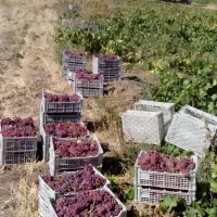 انگوربیدانه/انگورکشمش/انگورزرد/انگورقرمز/انگورمجلس