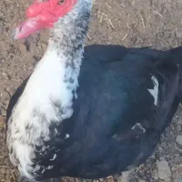 اوردک لیک خارجی