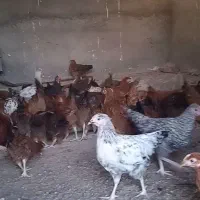فروش100قطعه نیمچه مرغ گلپایگان اماده تخم جلگه رخ|حیوانات مزرعه|تربت‌حیدریه, ۴۵ متری|دیوار