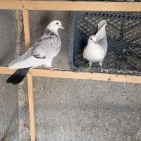 جوجه کفتر پرشی