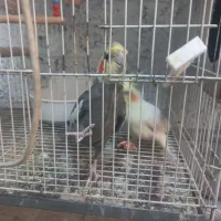 جفت عروس هلندی باجوجه