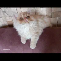 گربه پرشین سوپر فلت و فلت کرم ۴ ماهه خالص