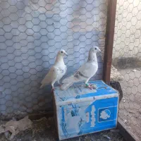 کبوترالمانی درچناران|پرنده|چناران, |دیوار