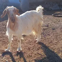 بز دوقلو زا|حیوانات مزرعه|اردکان, |دیوار