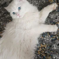 گربه نر برای جفتگیری