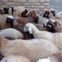 گوسفند و شیشک فروشی|حیوانات مزرعه|باوله, |دیوار