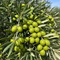 فروش فوری نهال زیتون با هدیه ویژه فرصت محدود