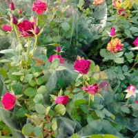 گل وگیاه|گل و گیاه طبیعی|محلات, |دیوار